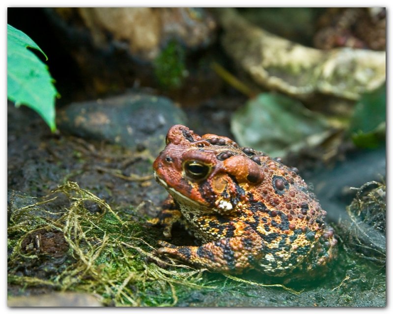 American Toad I