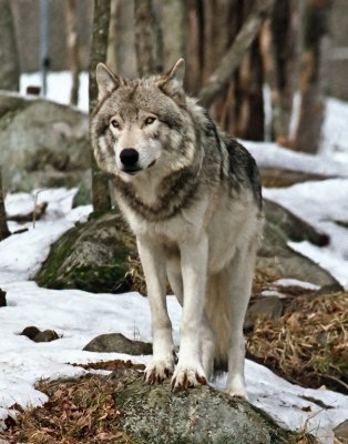 Wolf On Rock