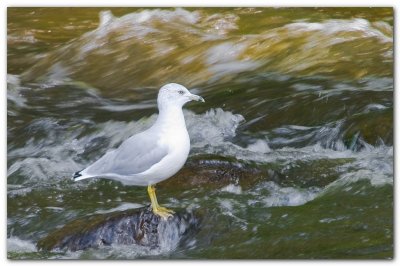 Seagull In Rapids