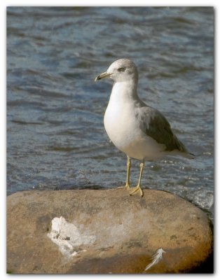 Seagull On A Rock I