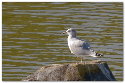 Seagull On A Rock III