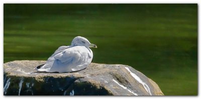 Seagull On A Rock II
