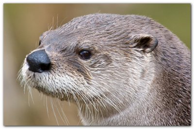 Otter Close-Up