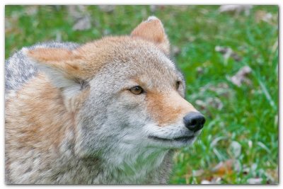 Coyote Close-Up