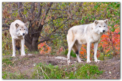 Two Wolves II