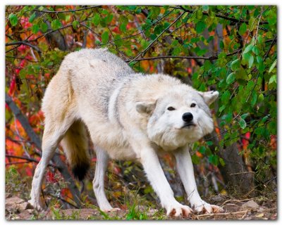 Wolf Stretching II
