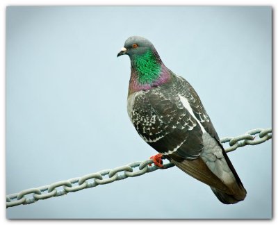 Pigeon On A Chain