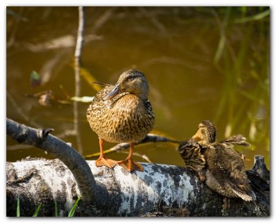 Ducks On Log