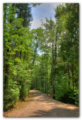 Pathway To The Falls