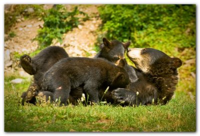 Bear Nursing Cubs