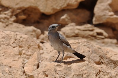 Desert Bird, Masada (Dead Sea)