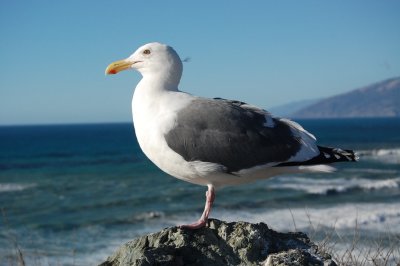 Seagull on Big Sur, California
