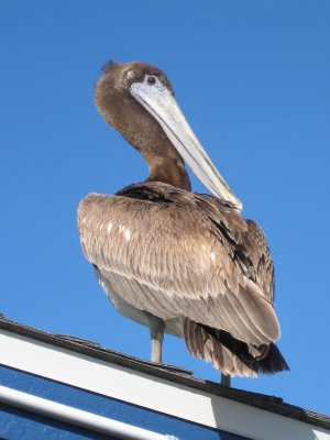 Friendly Pelican at Morro Bay, California