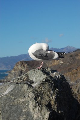 Shy Seagull on Big Sur