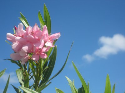 Pink Flower in Anguilla Cemetery.jpg