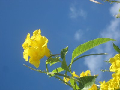 Yelow Flower at Shoal Bay Anguilla.jpg