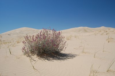 Purple and White in the Mojave.JPG