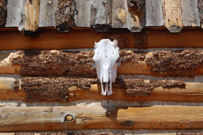 Skull on Barn at Zion Park.JPG