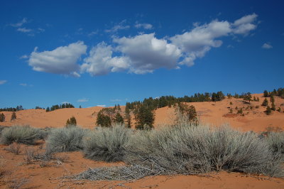Sky and Sand and Shrubs.JPG