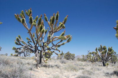 Joshua Tree.JPG