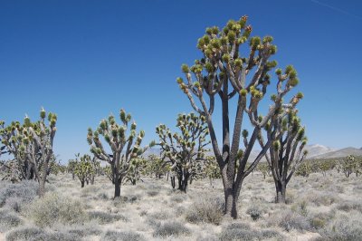 Joshua Trees.JPG