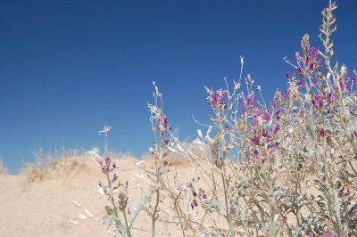 Love the Colours Mojave Dunes.JPG