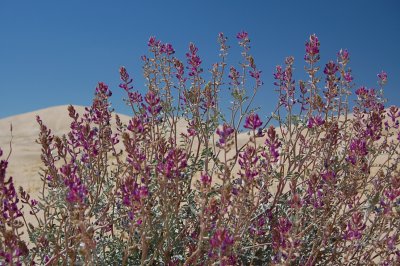 Purple Bush.JPG