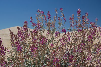 More Purple Flowers.JPG