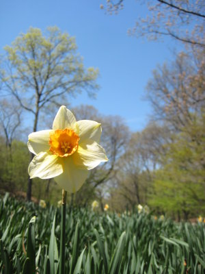 Lonely Daffodil