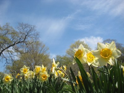 Central Park - Spring 2009