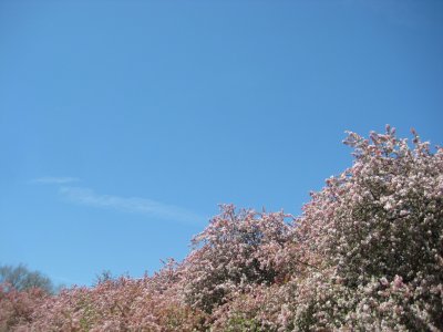 Cherry Blossoms