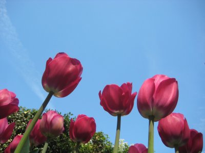 Tulips from the Ground in Central Park, NYC