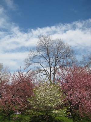 Delicate Branches