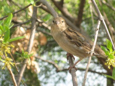 Bird in Central Park