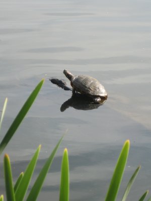 Turtle