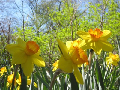 Contrast of Yellow and Oranges