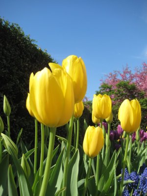 Central Park - Spring 2009
