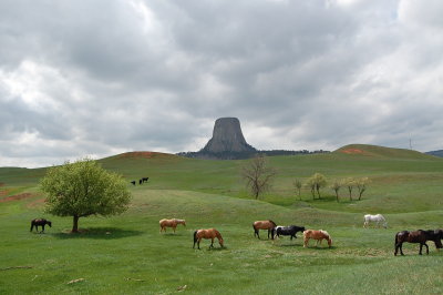 Horses at Devil's Tower, Wyoming