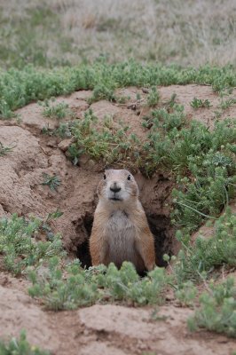 Groundhog at Devils Tower