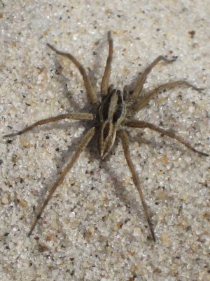 Spider named Felipe at Fire Island