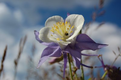 Bug and Flower.jpg