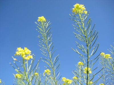 Thin Yellow Flowers.jpg