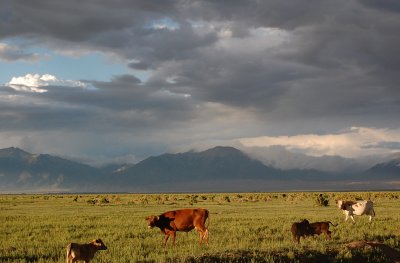 Cows at Dusk.jpg