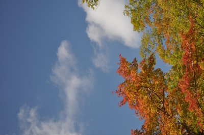 Beginning of Fall in Koyasan.jpg