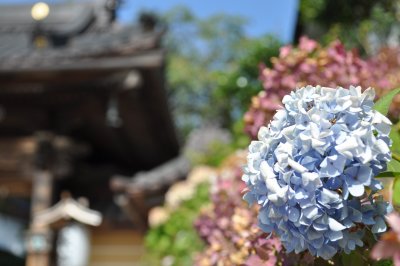 Blue Flowers with Temple.jpg