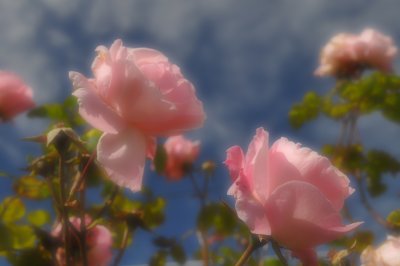 Soft Roses, Iona