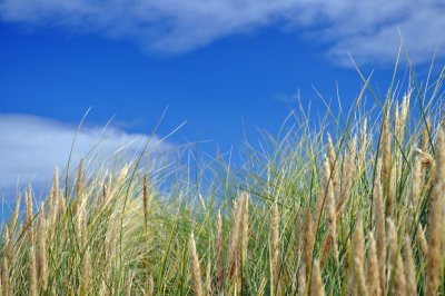 Iona Beach Grass