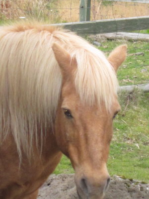 Horse on Vithey Island