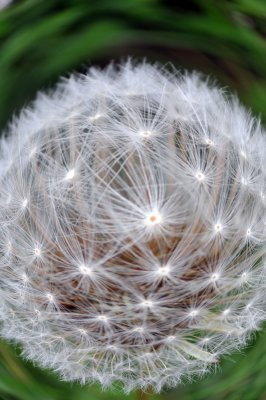 Dandelion Swirl