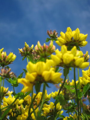 Faroese Flower